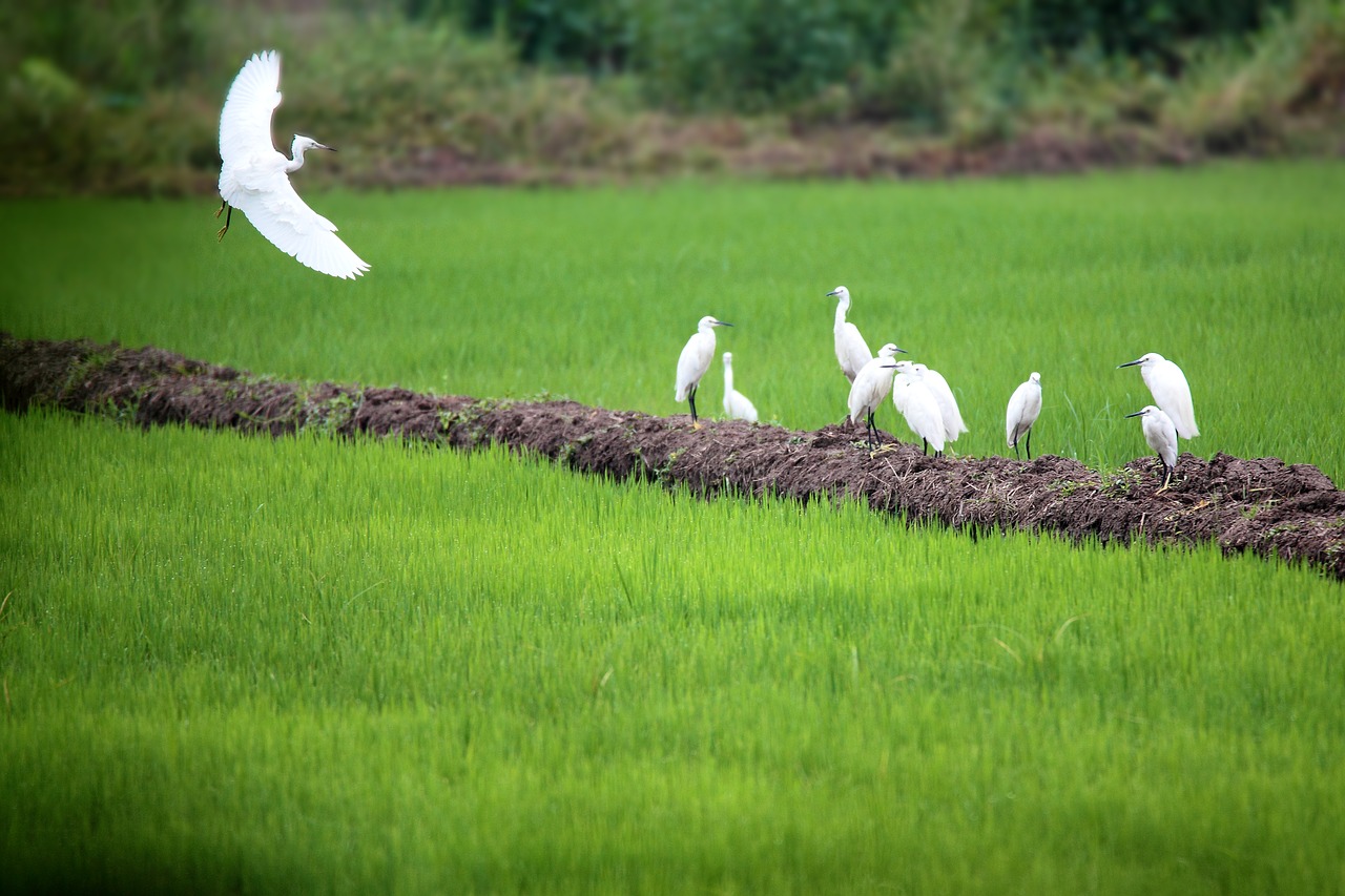 Image - egret ye tian country the scenery