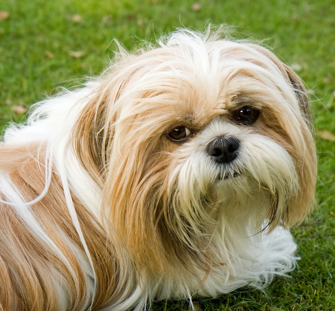 Image - dog shih tzu cute animal close up