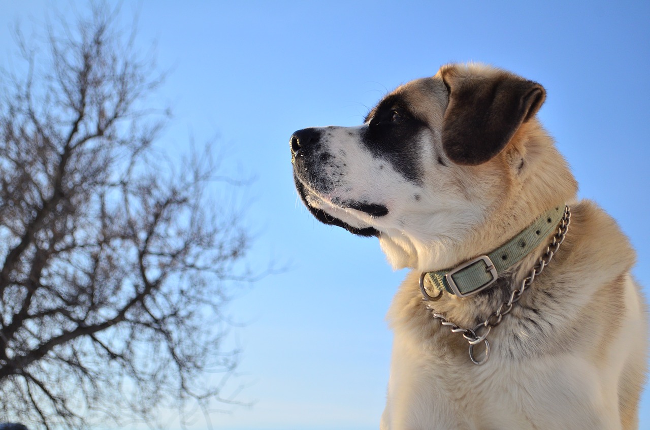 Image - dog pet sky portrait vigilant