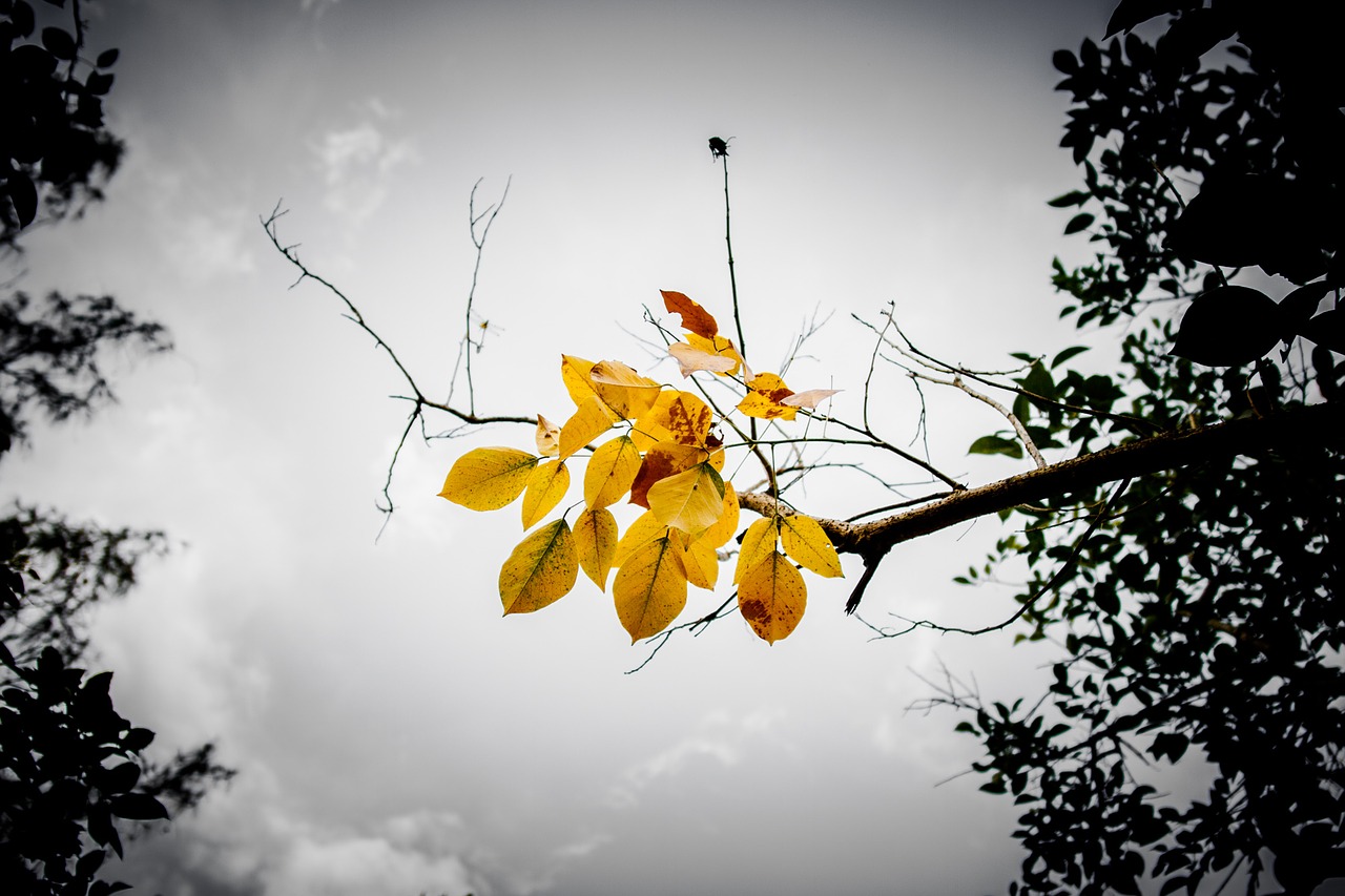 Image - leaves branch sky yellow orange