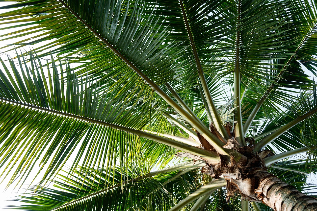 Image - coconut tree green tropical palm