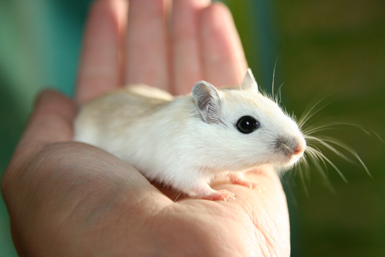 Image - mouse racing mouse nager pet sun