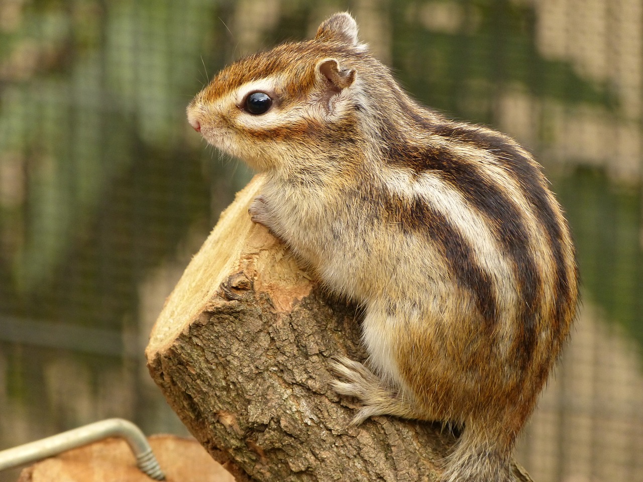 Image - animal squirrel patrol