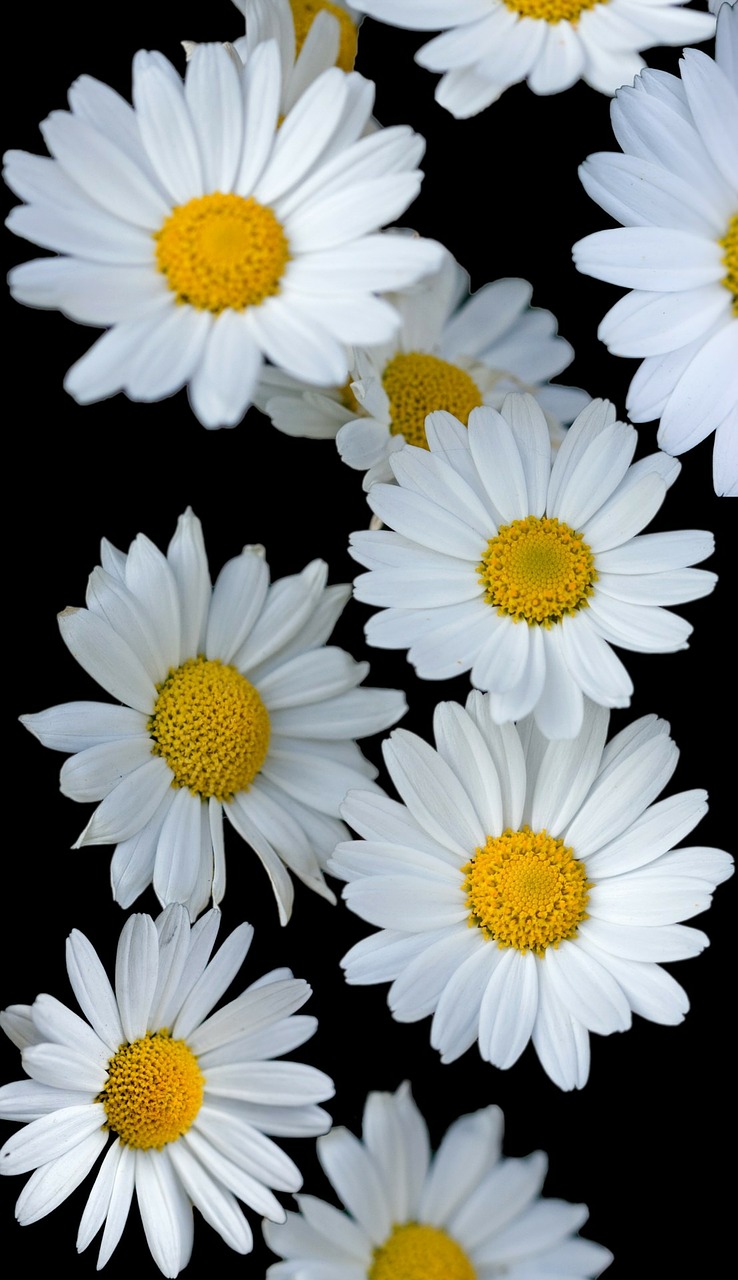 Image - flowers flower daisy daisies white