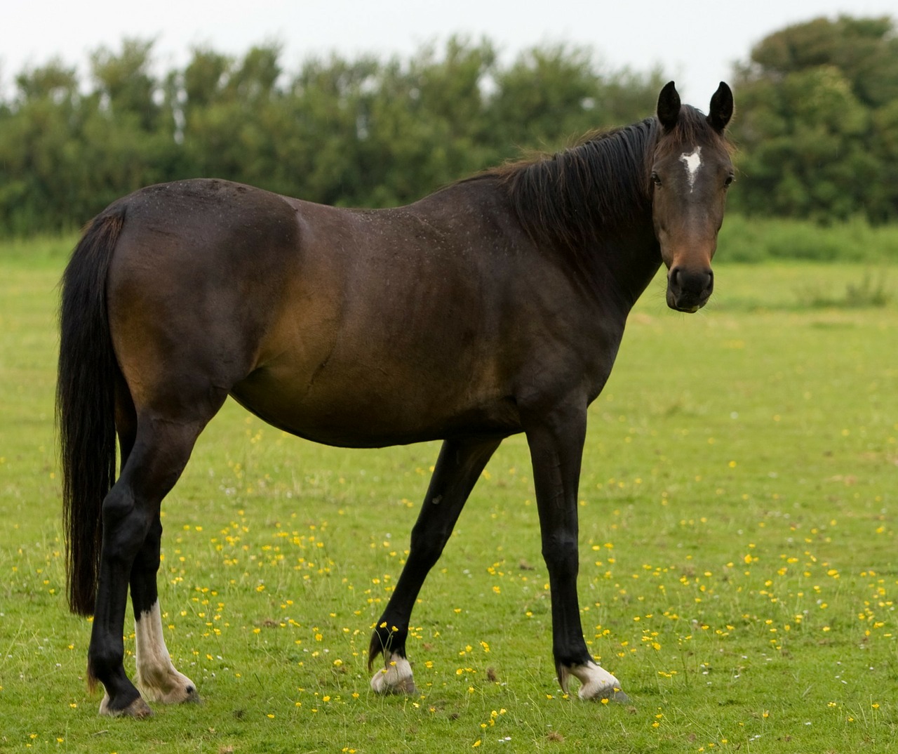 Image - horse beautiful animal bay brown