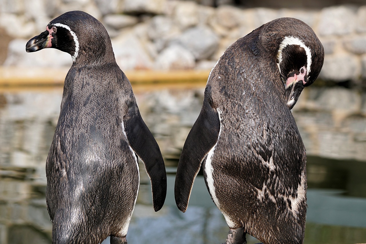 Image - penguin bird animal animal world