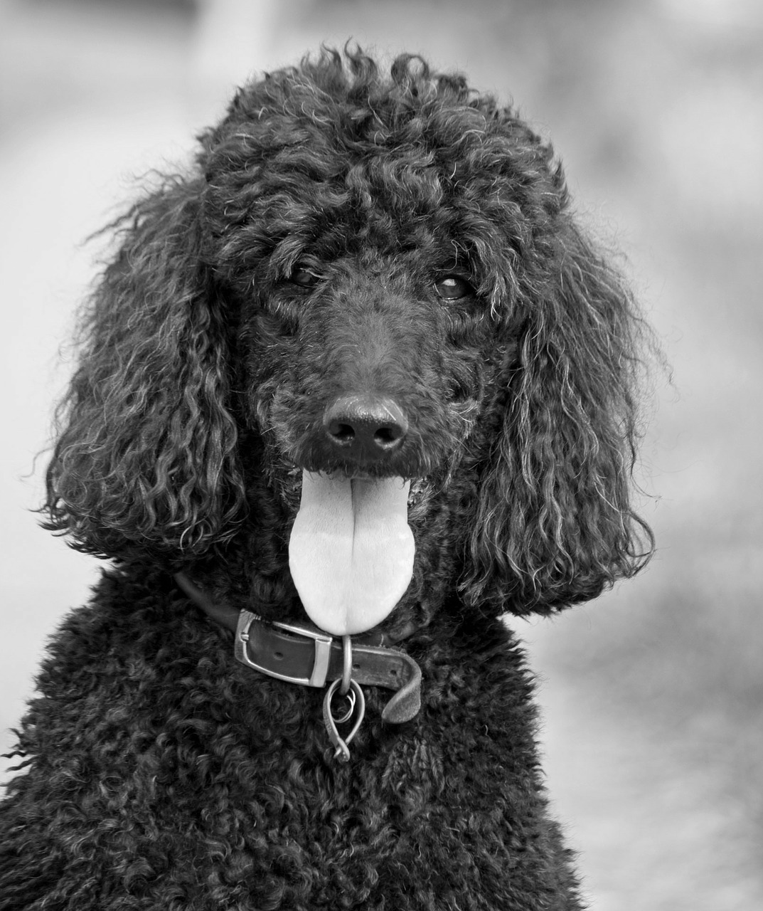 Image - dog poodle beautiful