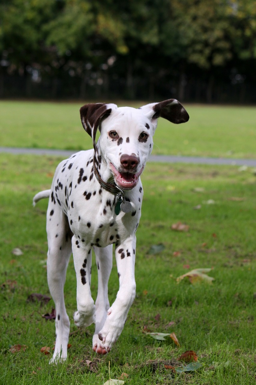 Image - dog dalmatian puppy running happy