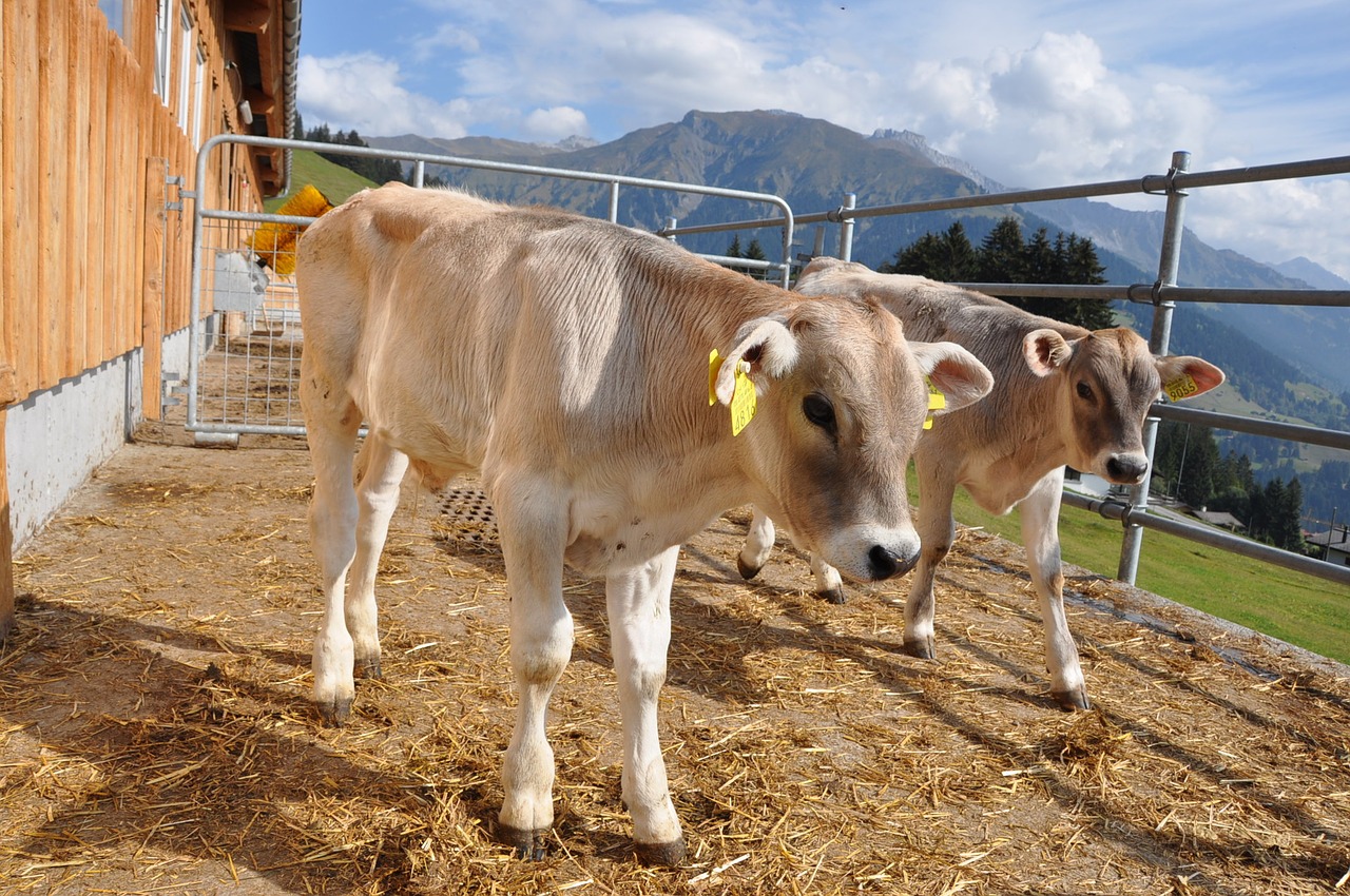 Image - animal calf prättigau