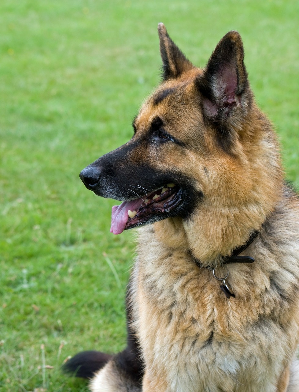 Image - german shepherd dog alsatian gsd