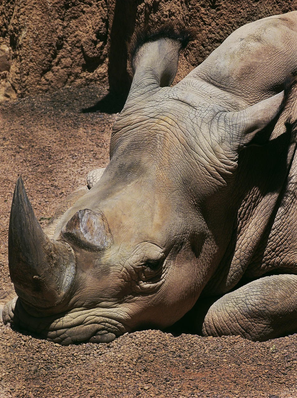 Image - rhino boring animals zoo nature