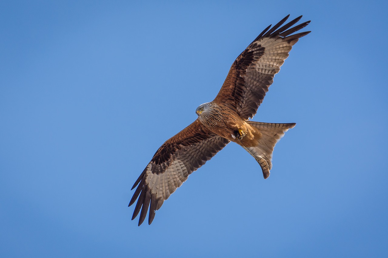 Image - milan bird bird of prey raptor