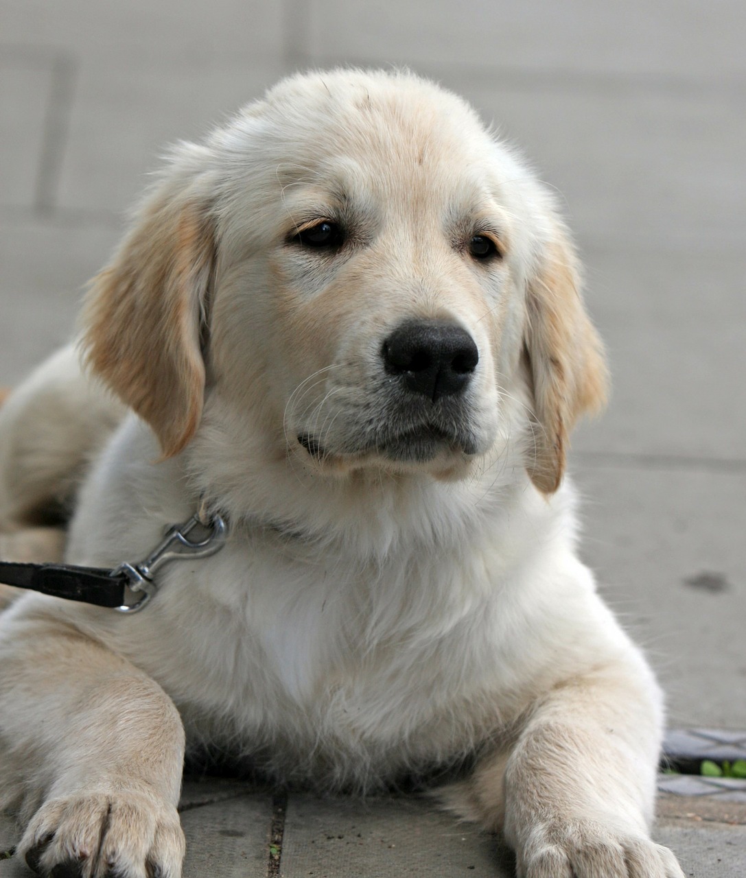 Image - dog puppy golden retriever