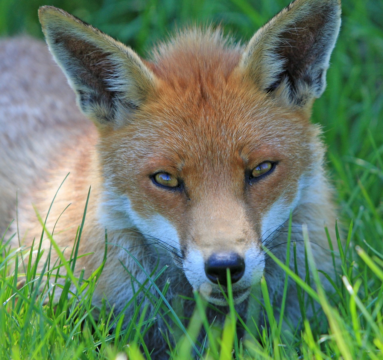 Image - fox red fox red close up face