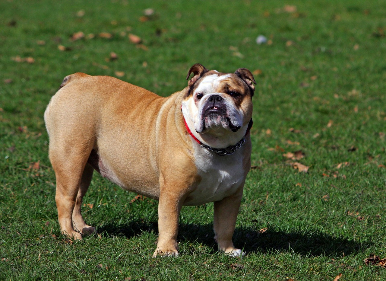 Image - dog bulldog english bulldog animal