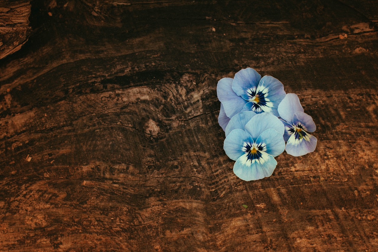 Image - flower wood still life blossom