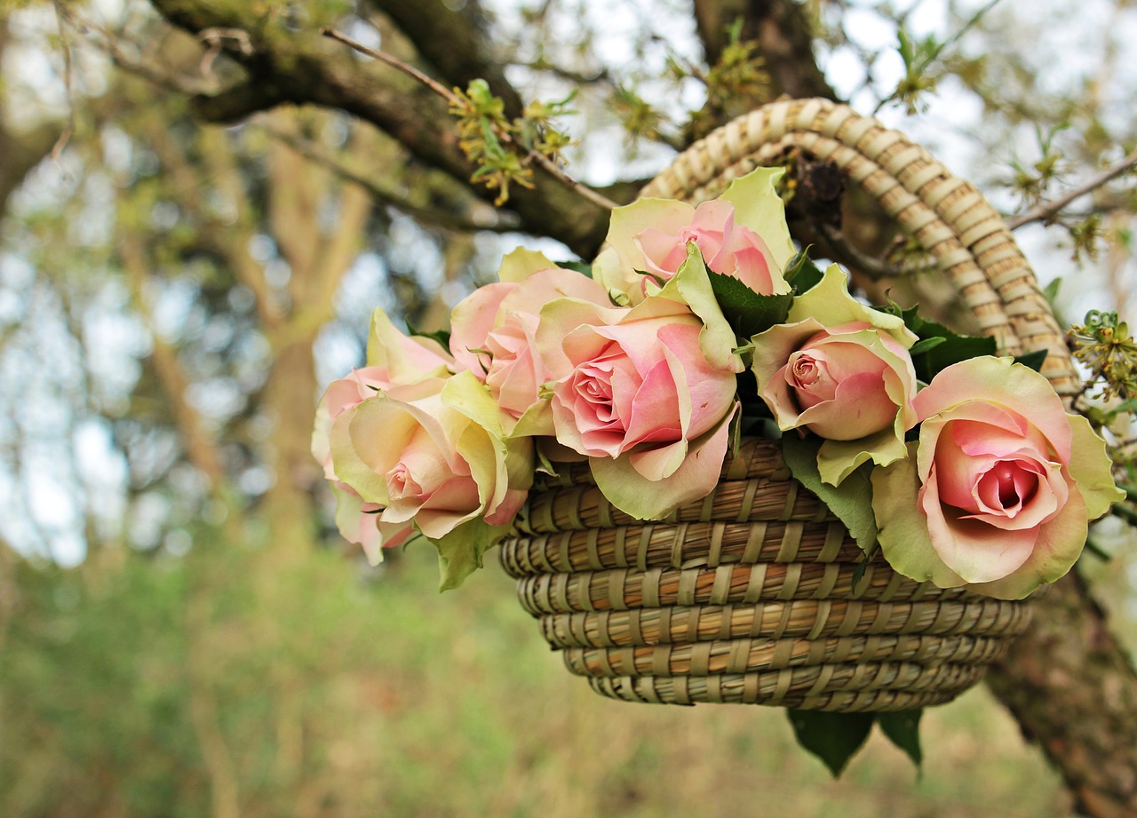 Image - roses noble roses basket tree