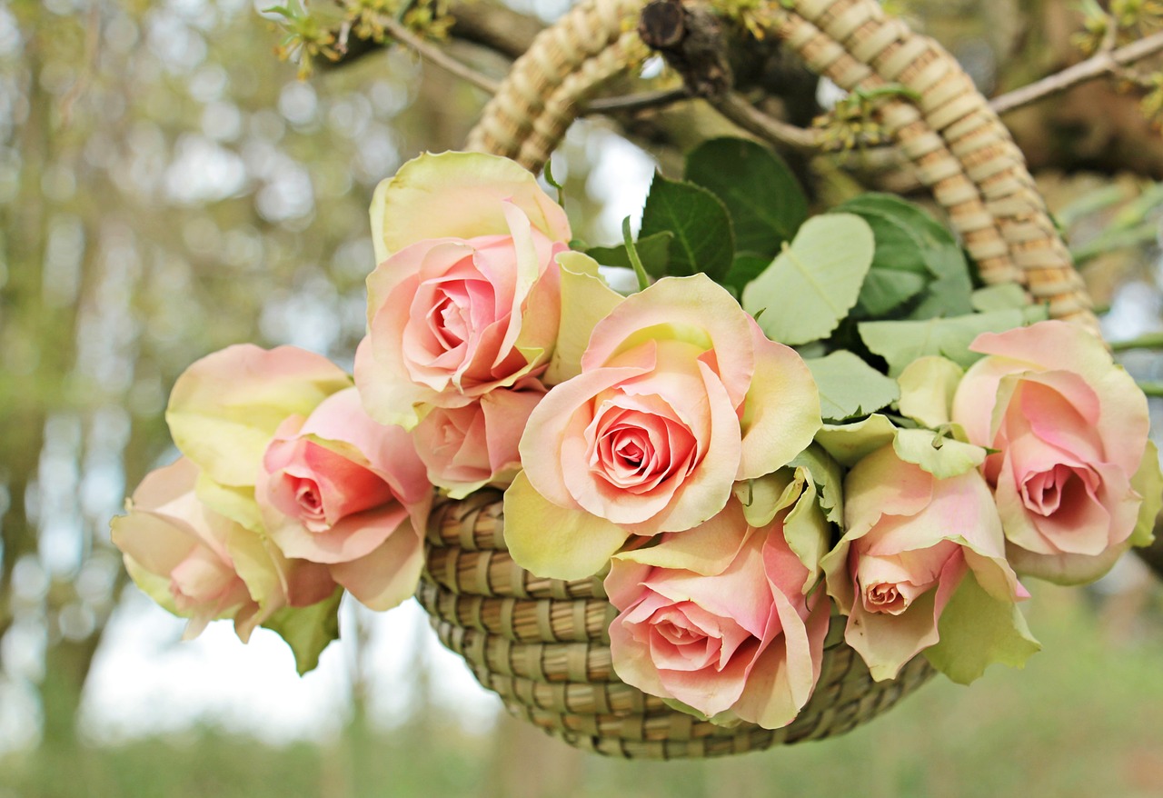 Image - roses noble roses basket tree