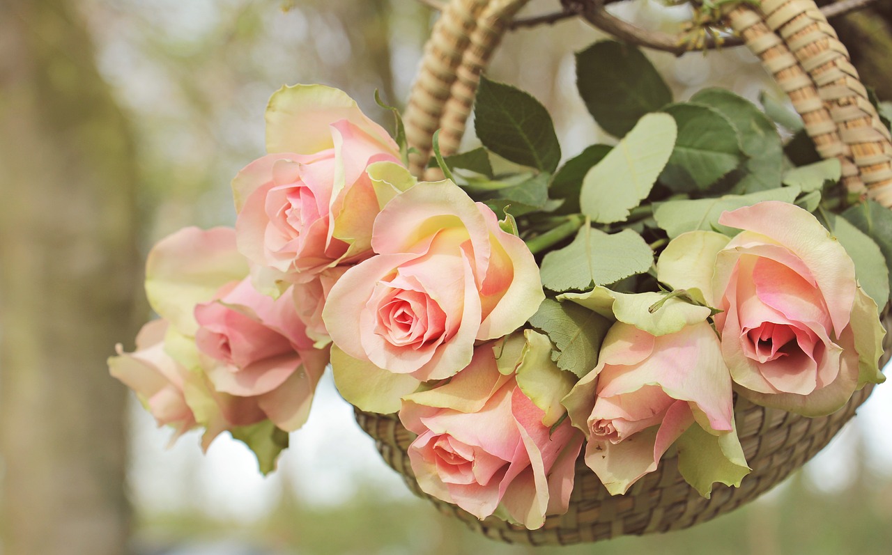 Image - roses noble roses basket tree