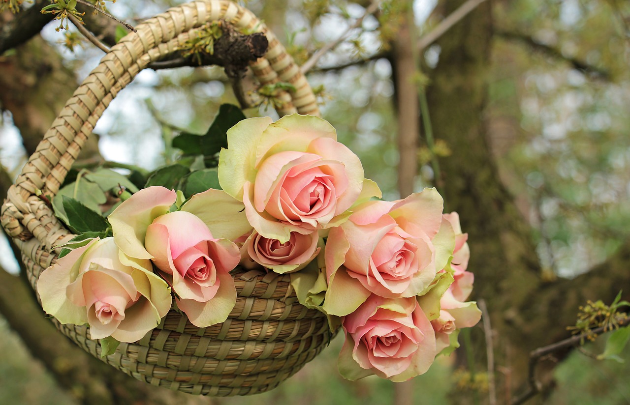 Image - roses noble roses basket tree