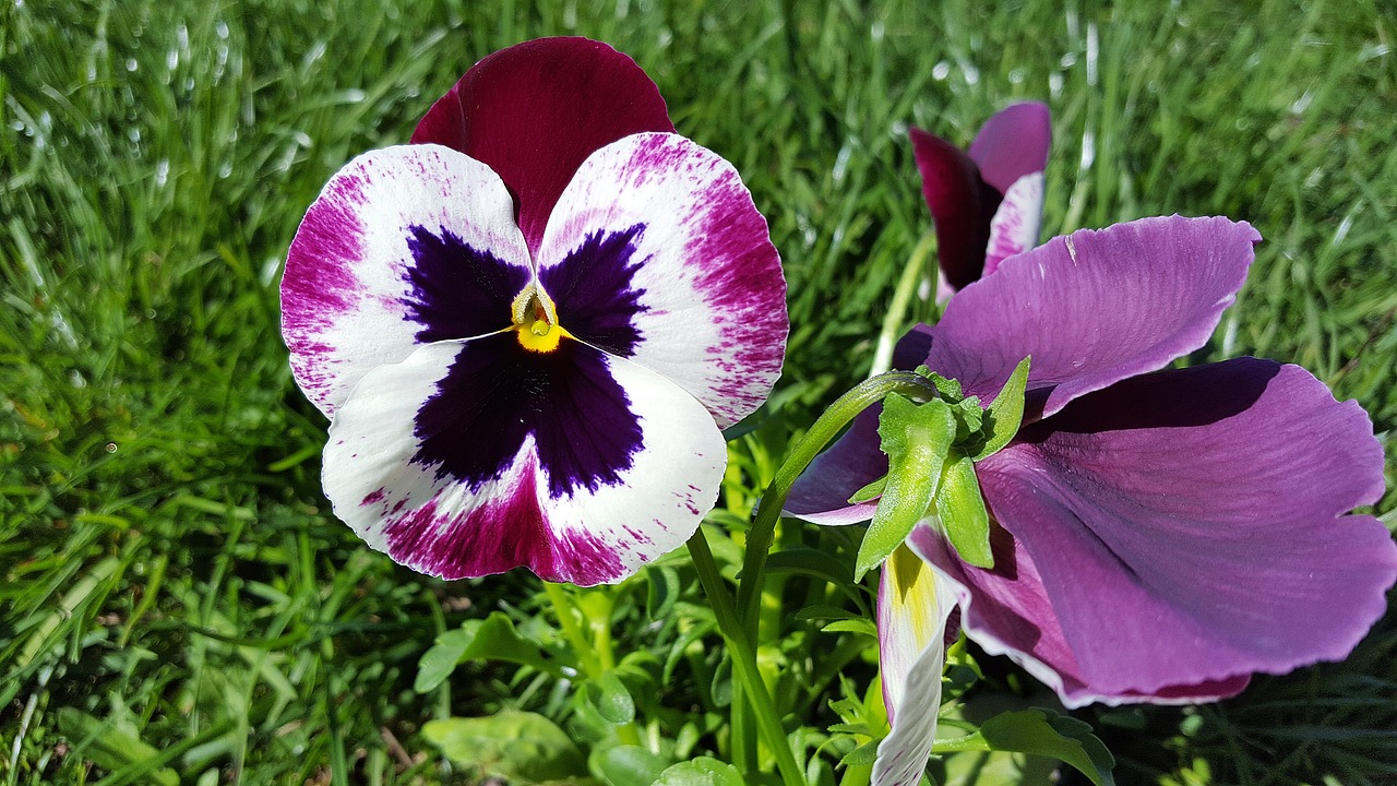 Image - pansy pansy flower viola tricolor