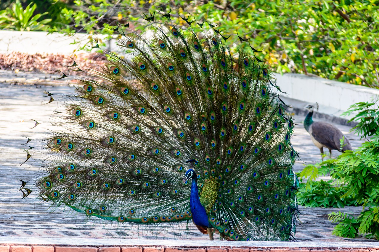 Image - peacock bird plumage feather