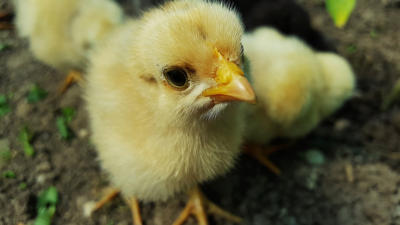 Image - chicken baby chick yellow chicken