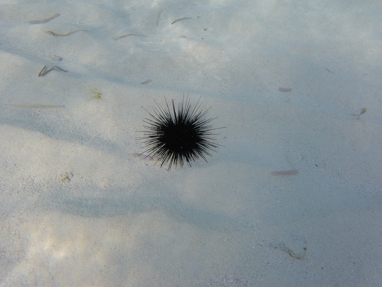 Image - sea ​​urchin sea hedgehog caribbean