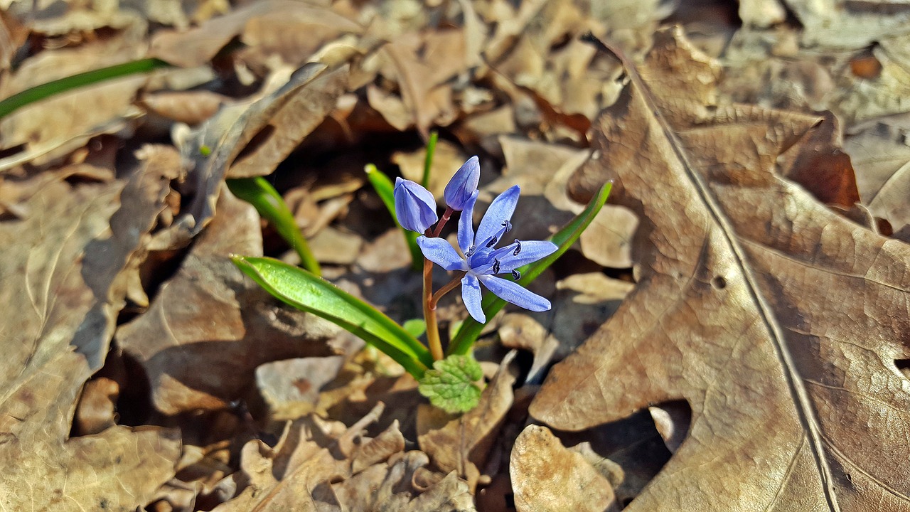 Image - scilla bifolia blue star scilla