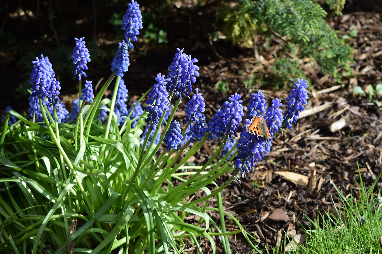 Image - bluebell purple flower violet