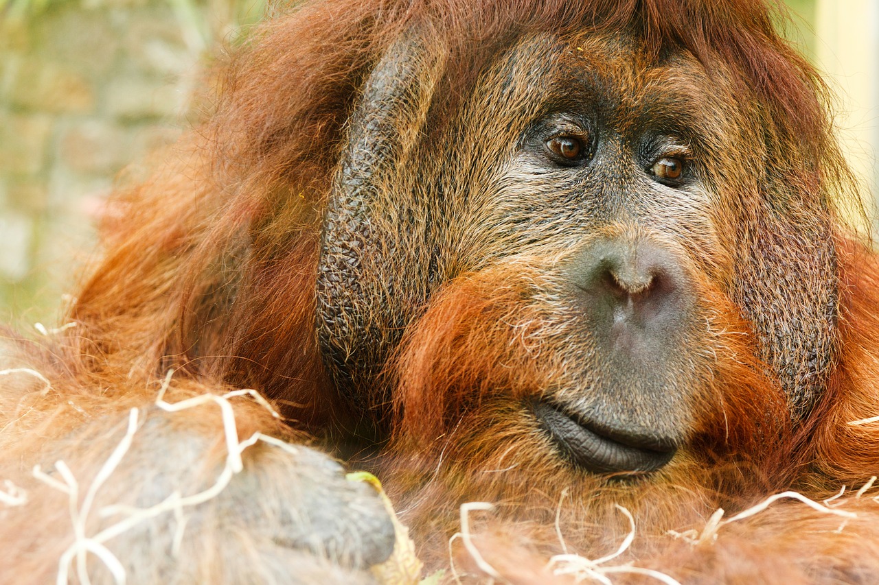 Image - adult animal ape face hair hairy