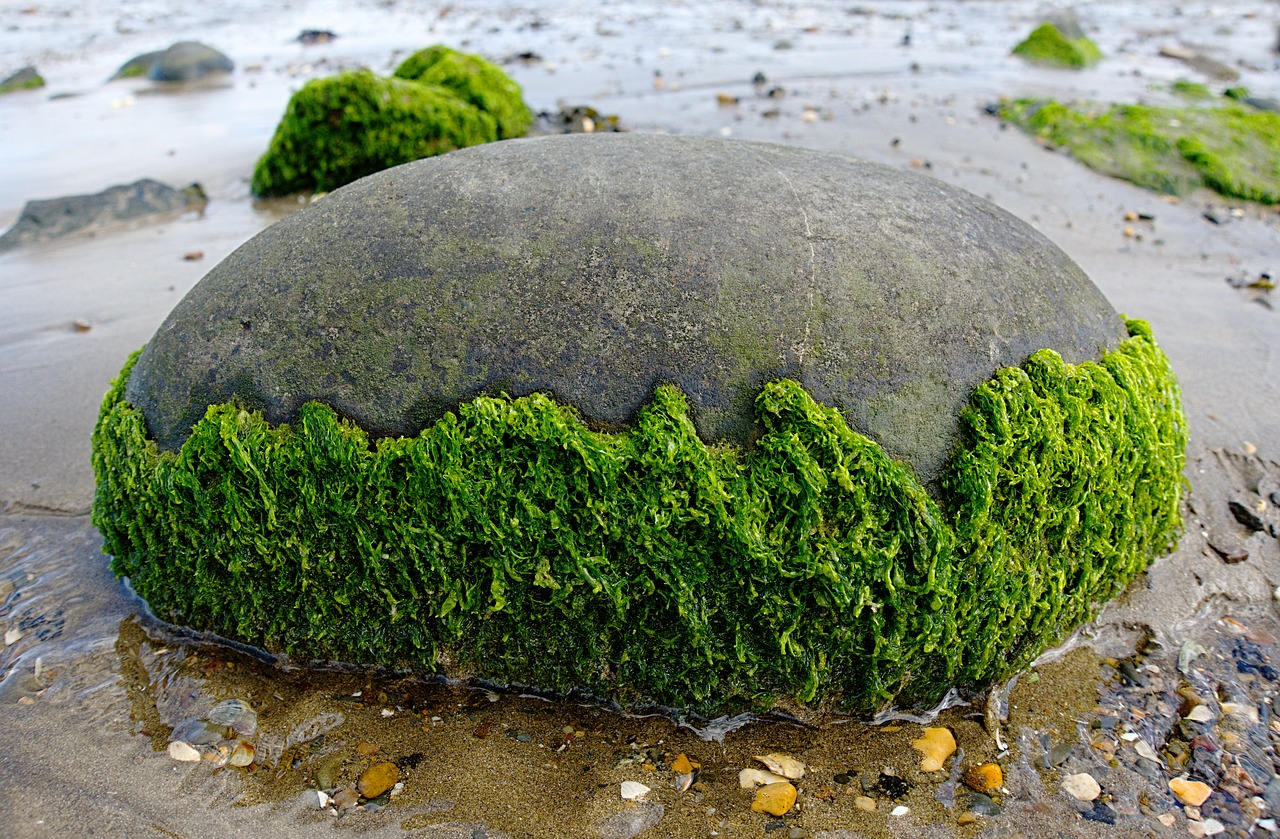 Image - seaweed rock round beach seaside