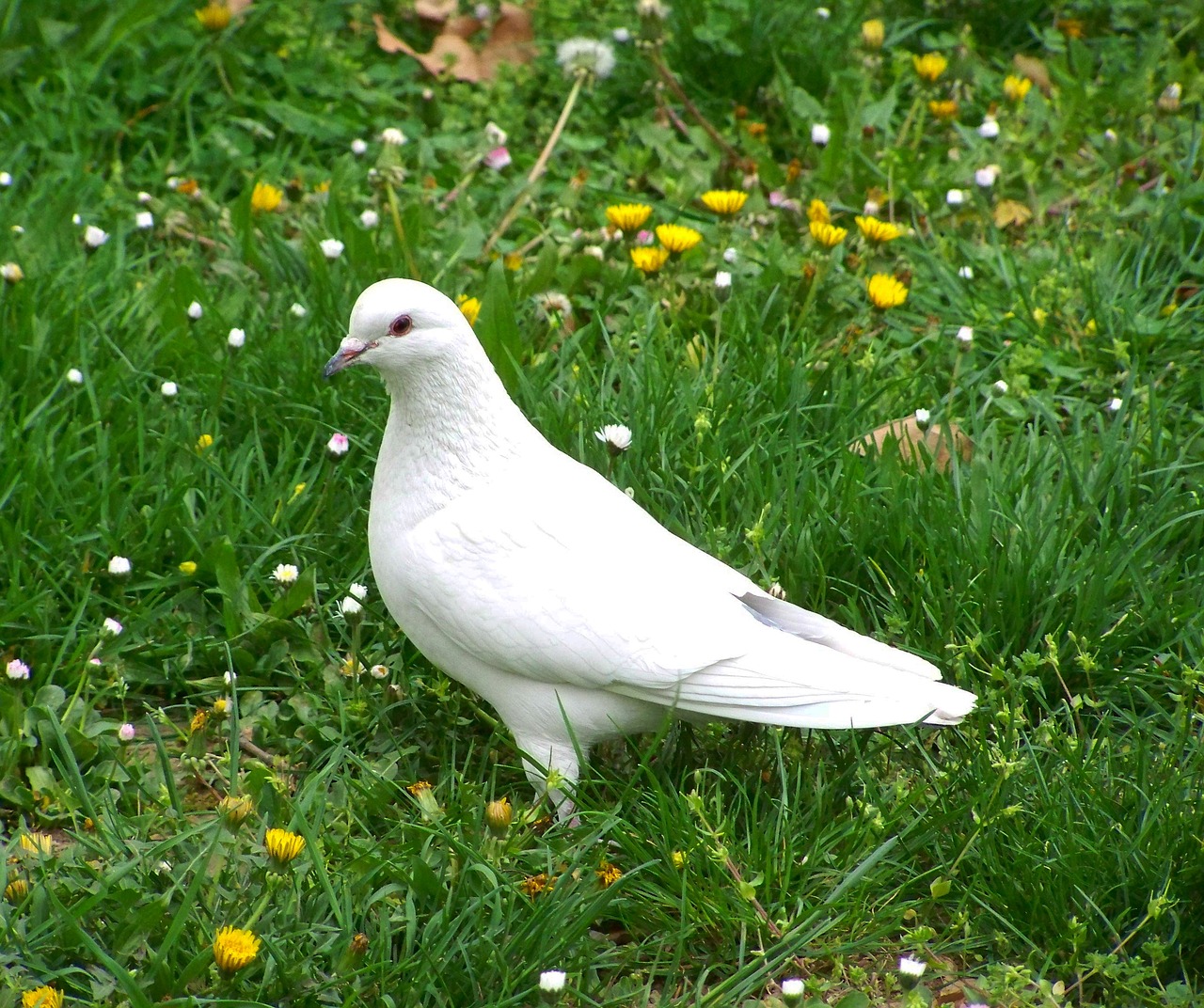 Image - white dove bird animal