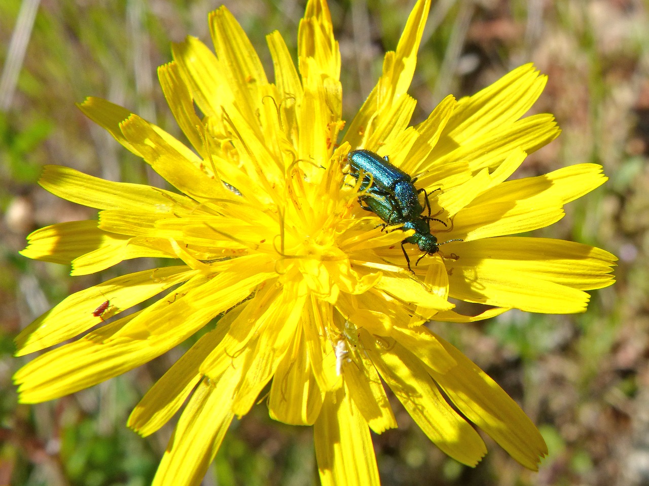 Image - green beetle insects mating