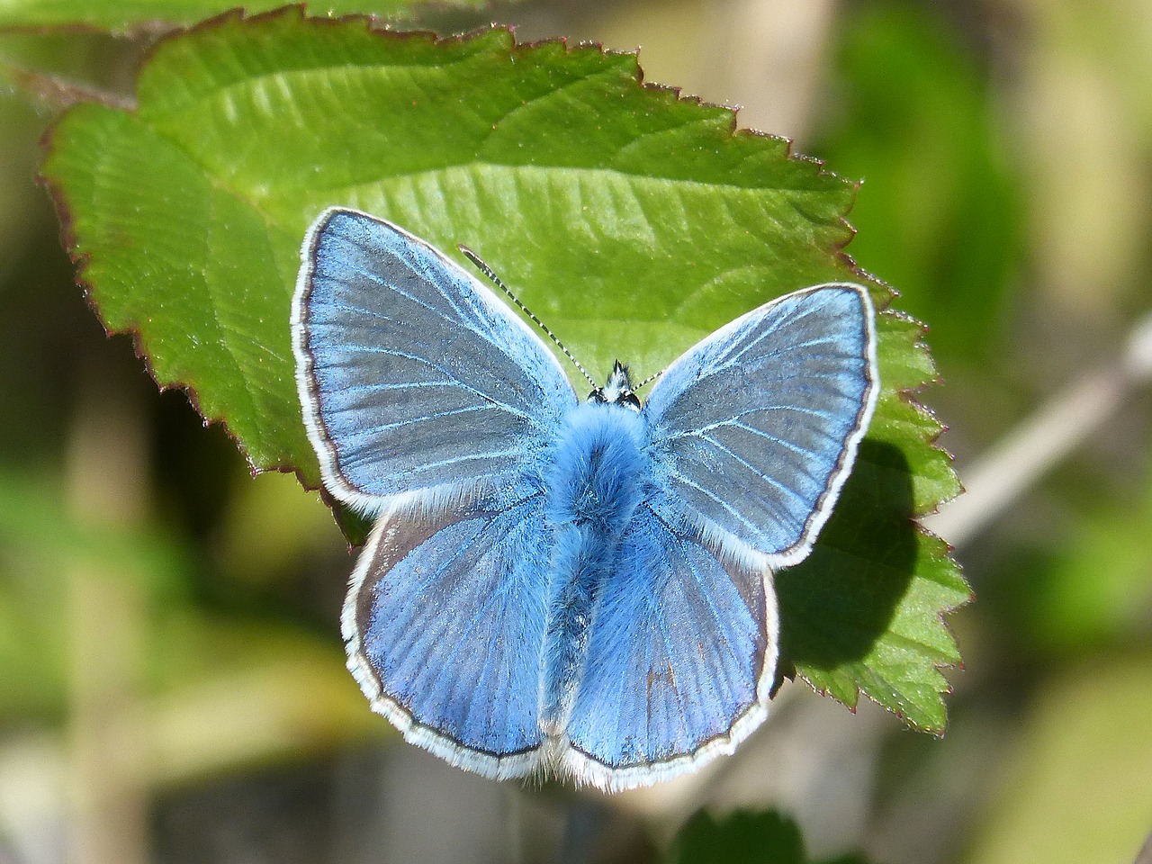 Image - butterfly blue butterfly