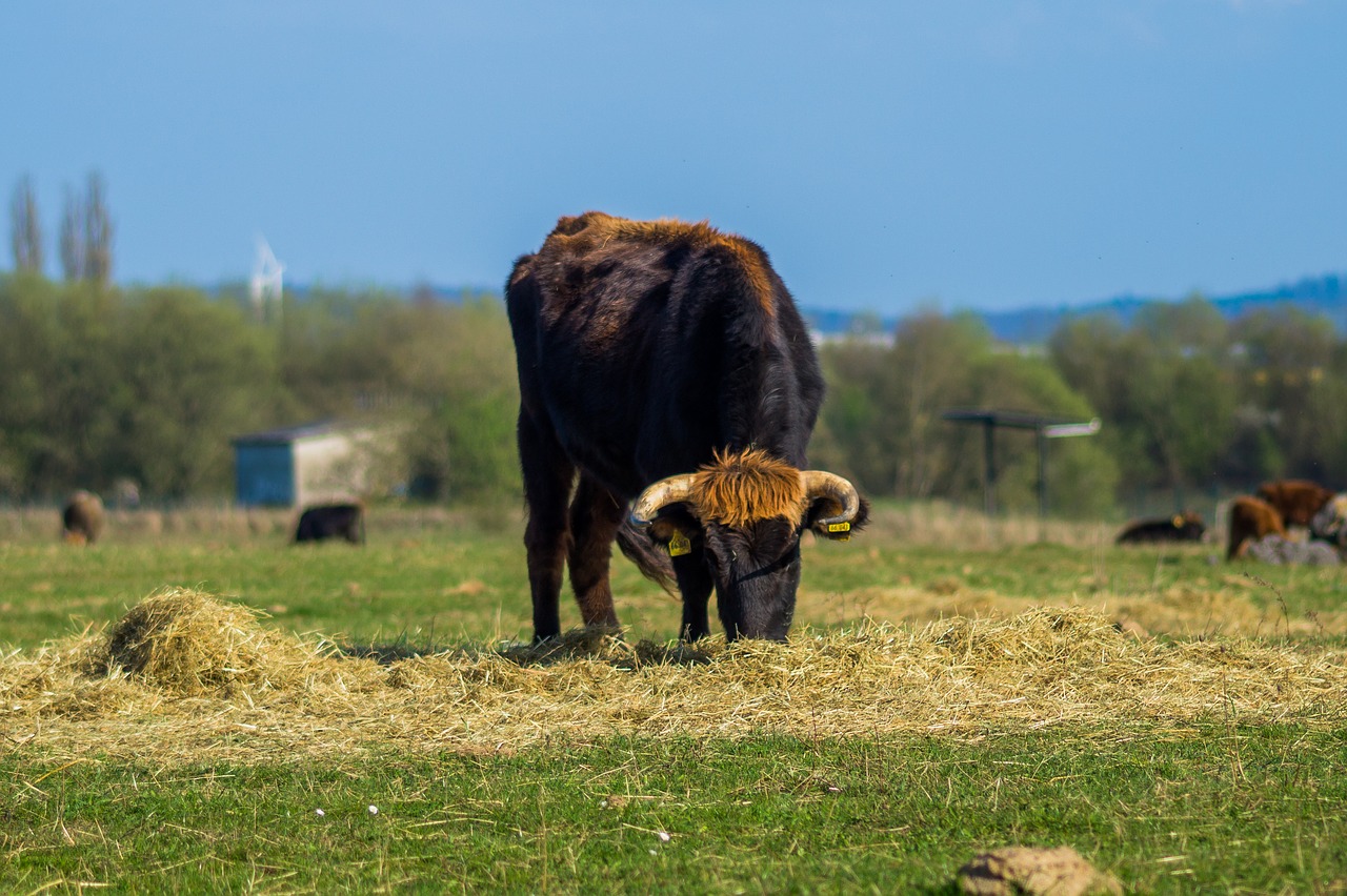 Image - tail cattle heck cattle urvieh
