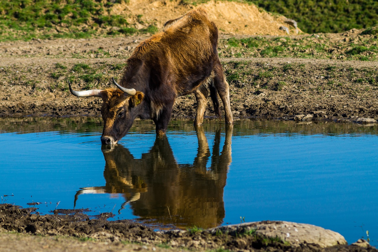 Image - tail cattle heck cattle urvieh