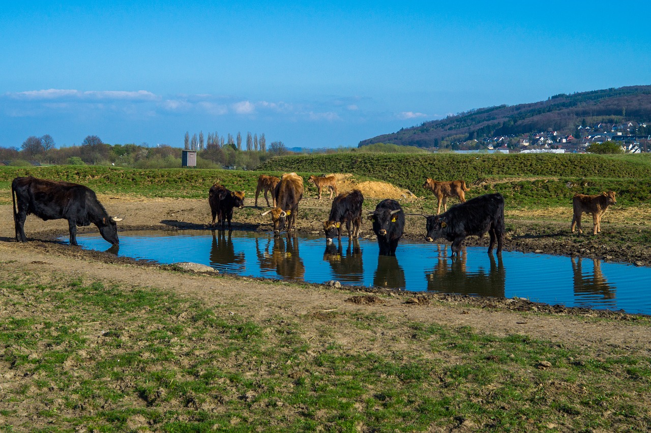 Image - tail cattle heck cattle urvieh
