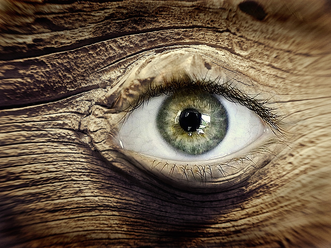 Image - eye wood knothole wood eye brown