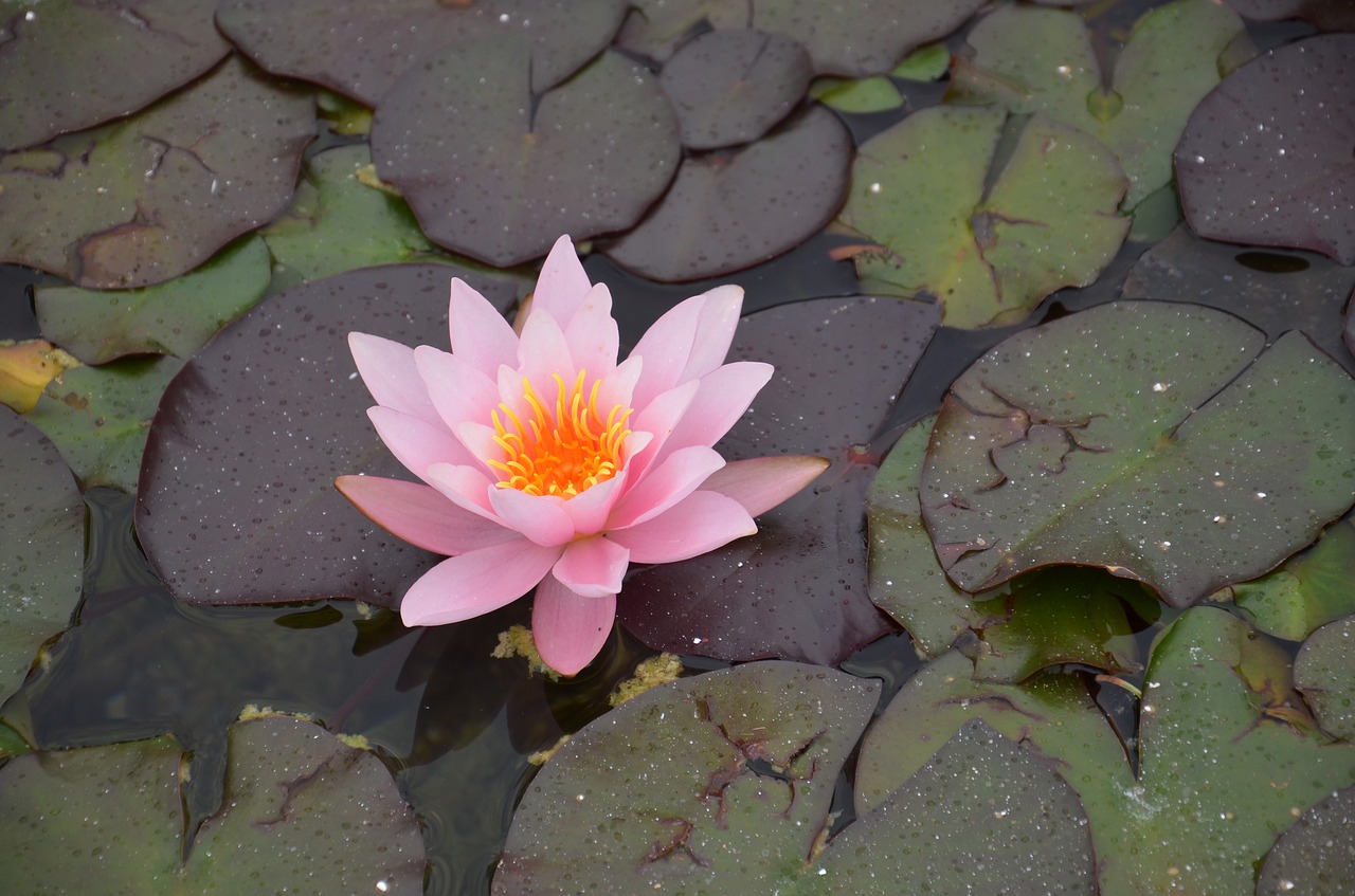 Image - water lily pink orange