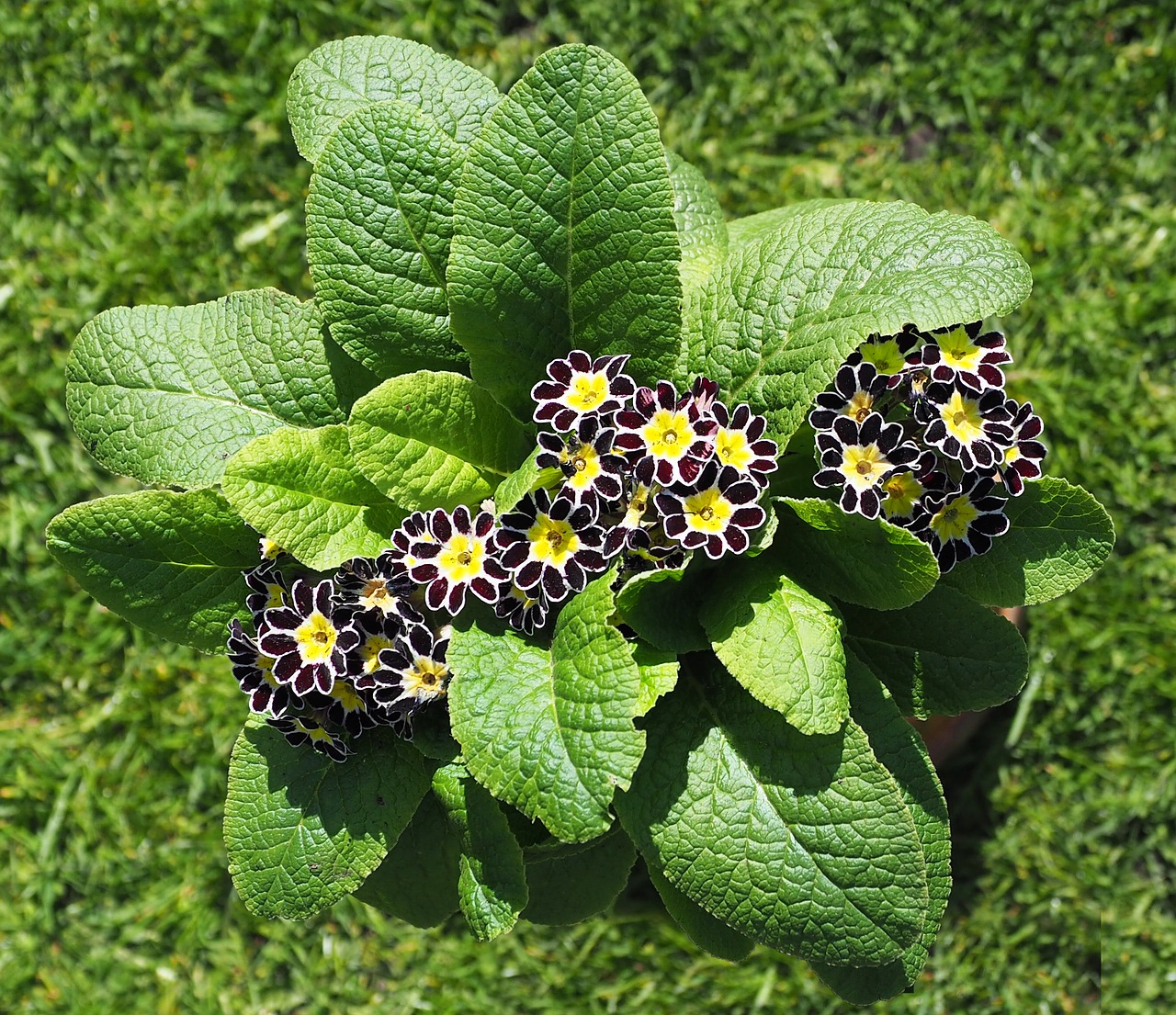 Image - primula auricula flower garden