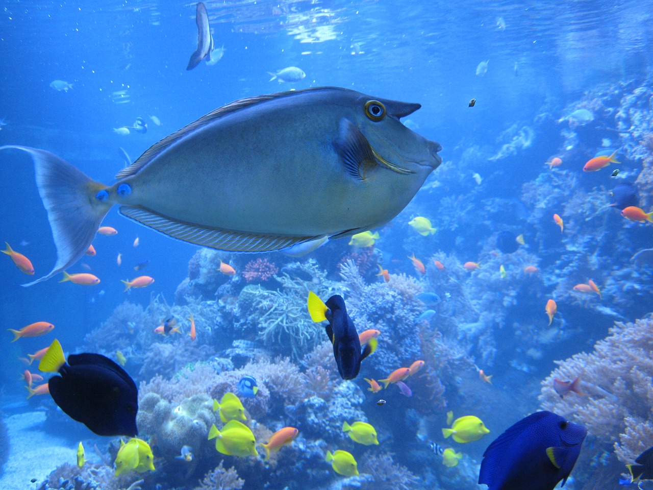 Image - nose doctor fish fish aquarium zoo