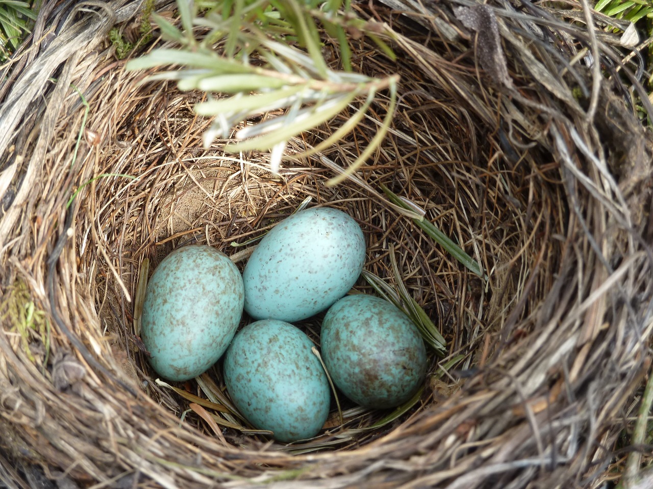 Image - blackbird nest blackbird egg nest