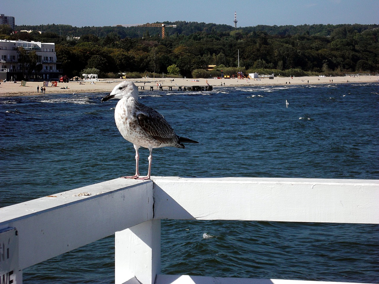 Image - seagull bird sea the baltic sea