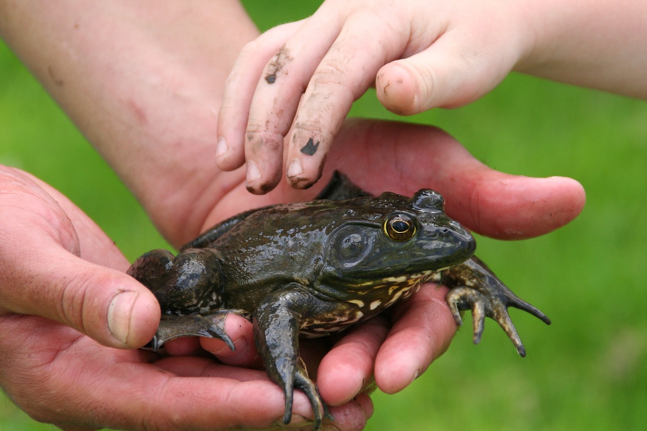 Image - nature kids outdoor learning frog