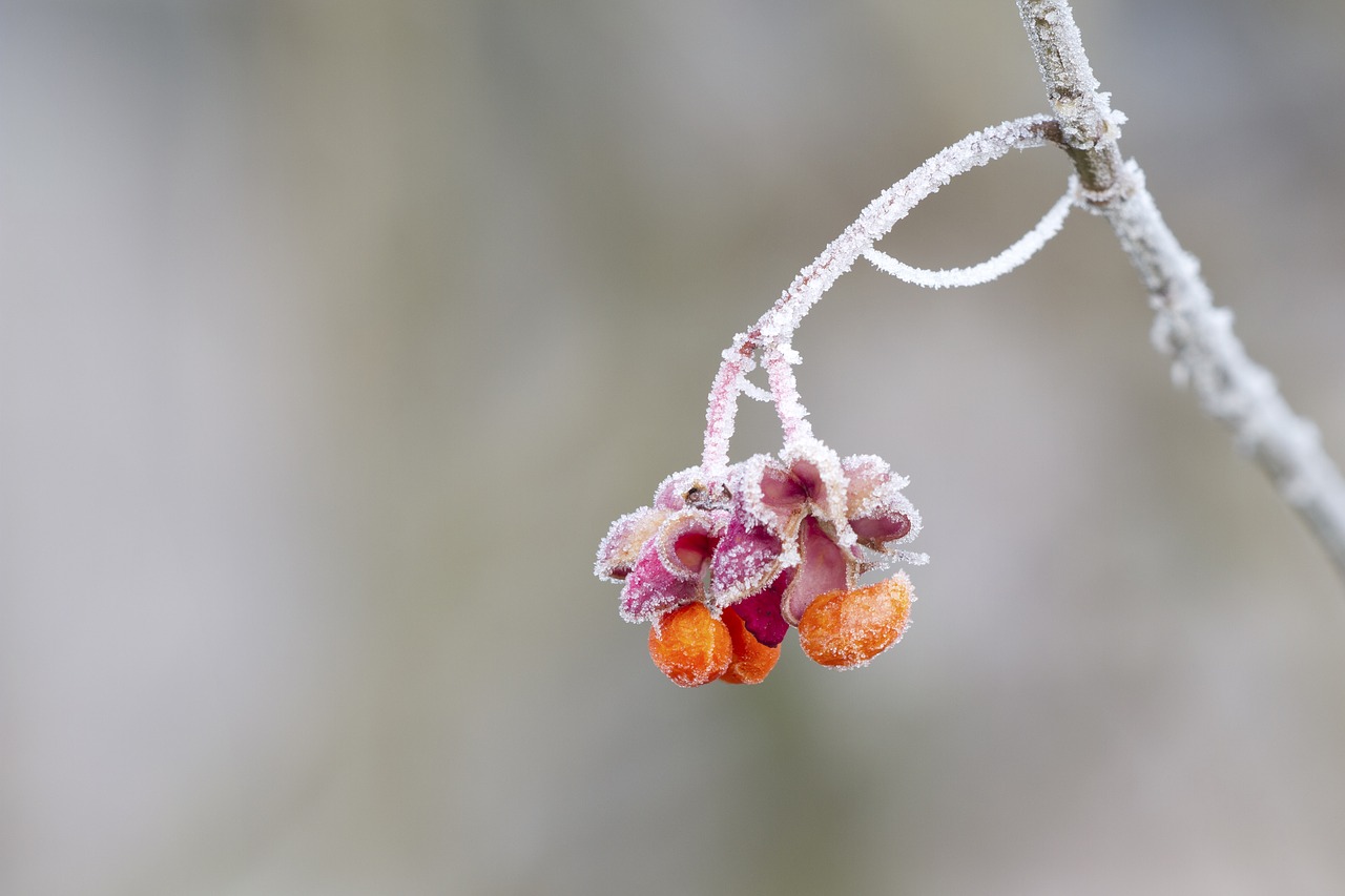 Image - spindle hoarfrost winter cold