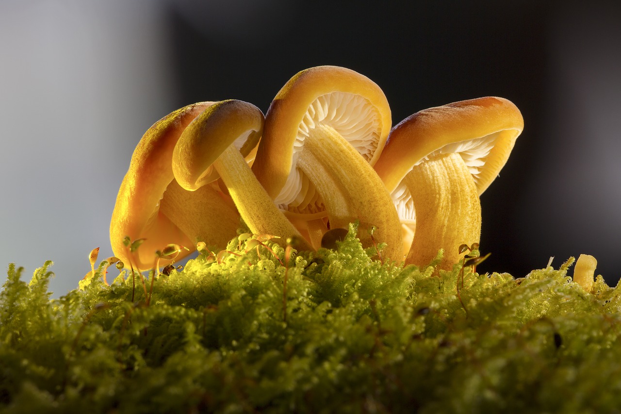 Image - mushroom mushroom group nature