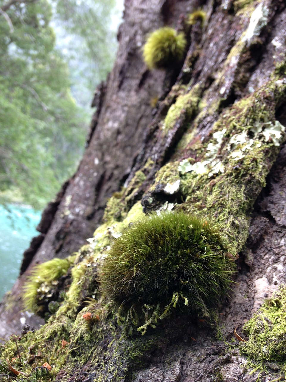 Image - tree moss green bark nature trunk