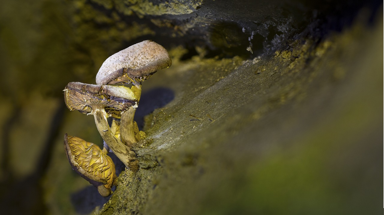 Image - mushroom age fungal nature macro