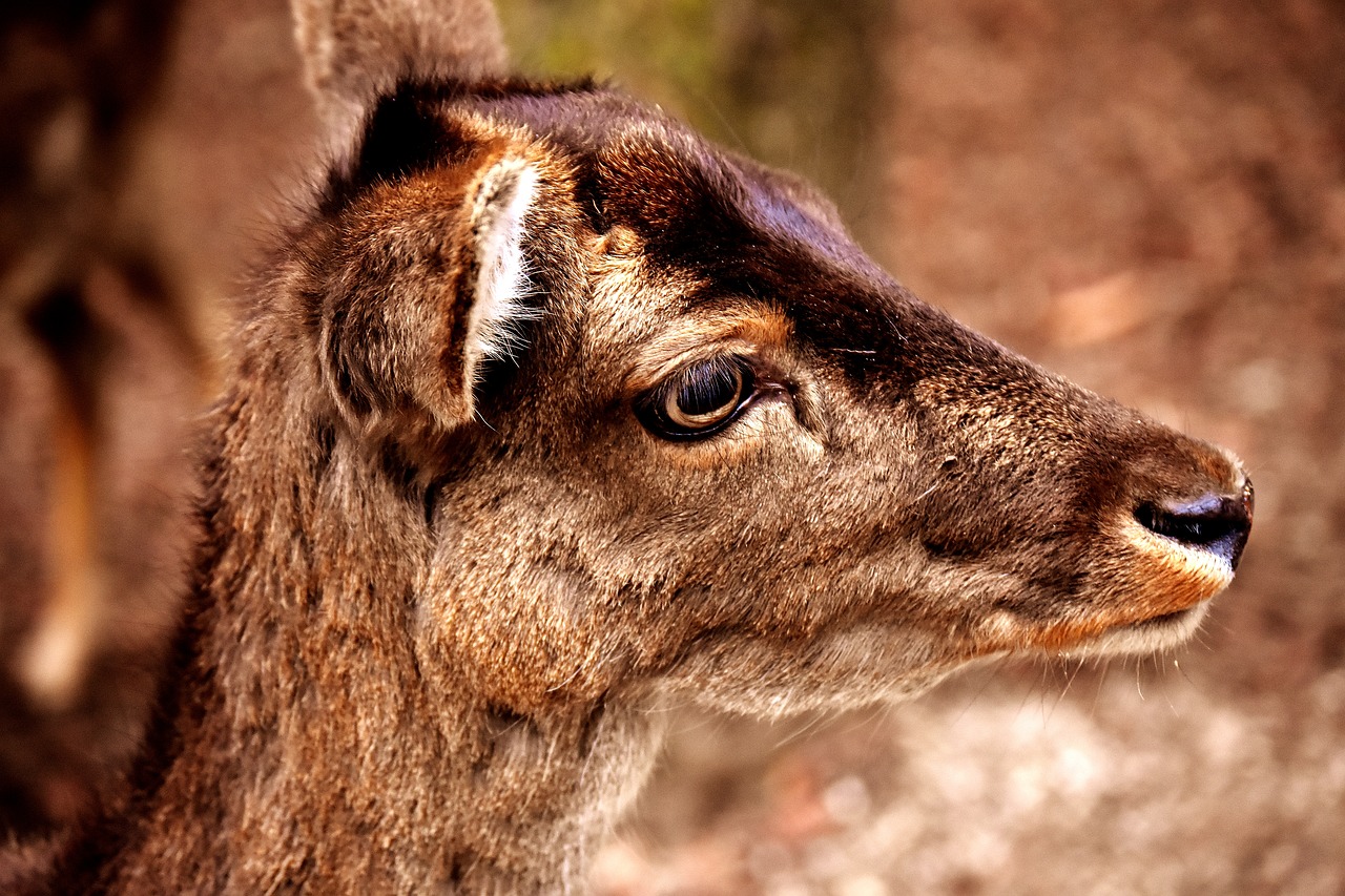 Image - roe deer animal forest wild nature
